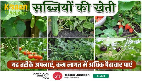 सब्जियों की खेती: जानें, कम खर्च में सब्जियों की खेती कैसे करें?